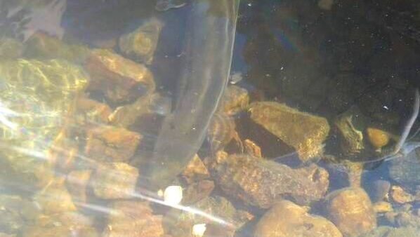 Picture of a single tuna (eel) in a rocky stream bed.