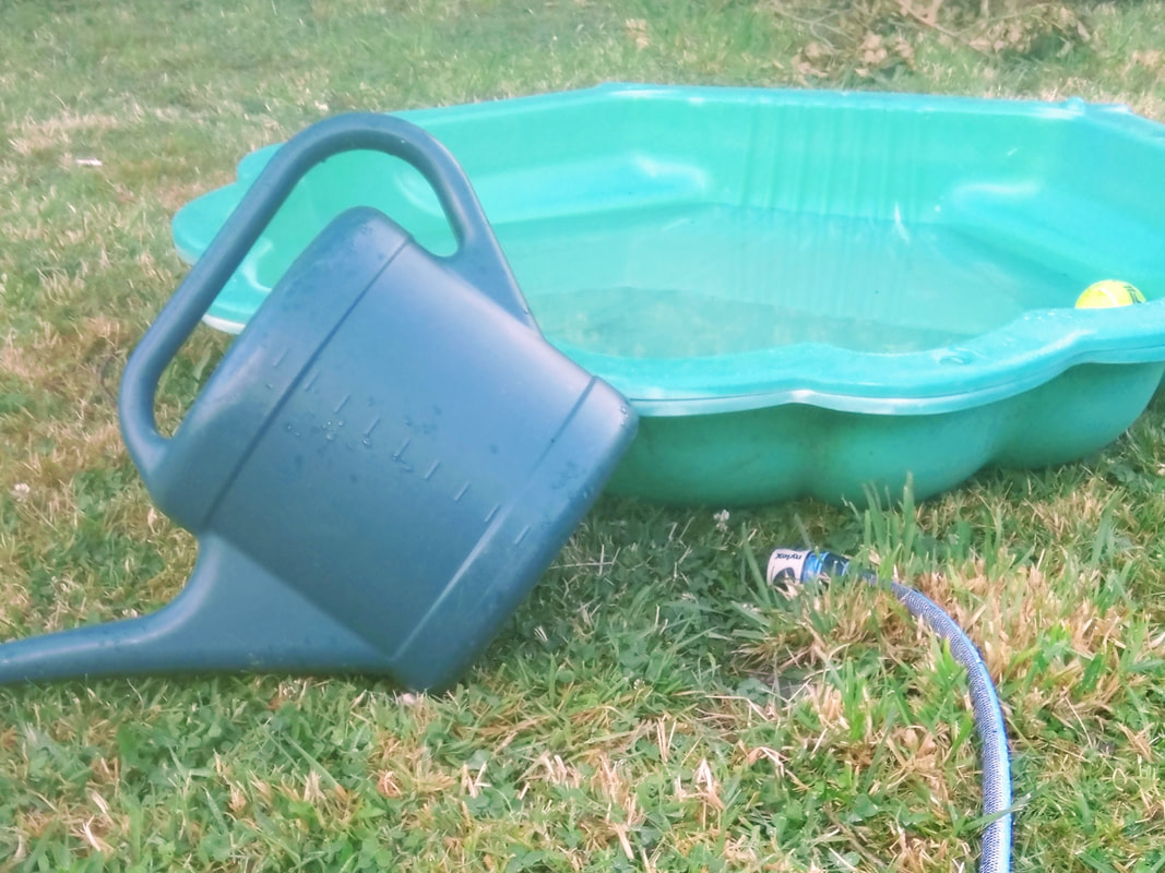 Picture of a small green shell shaped paddling pool with a watering can beside it.  The hose is nearby and there is a tennis ball in the 10cm of water in the pool.