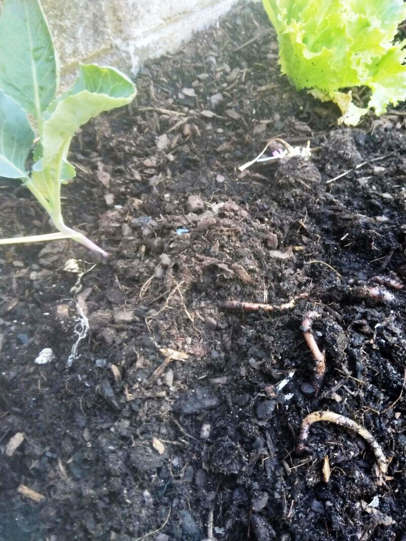 Picture of some worms sitting on the top of soil. There are some small broccoli seedlings in the background