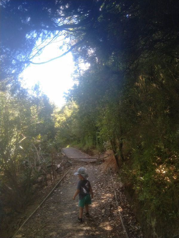 Picture of small boy walking along a bush track. There is a small fallen tree across the track. The weather is bright and sunny.